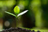 article.image.alt